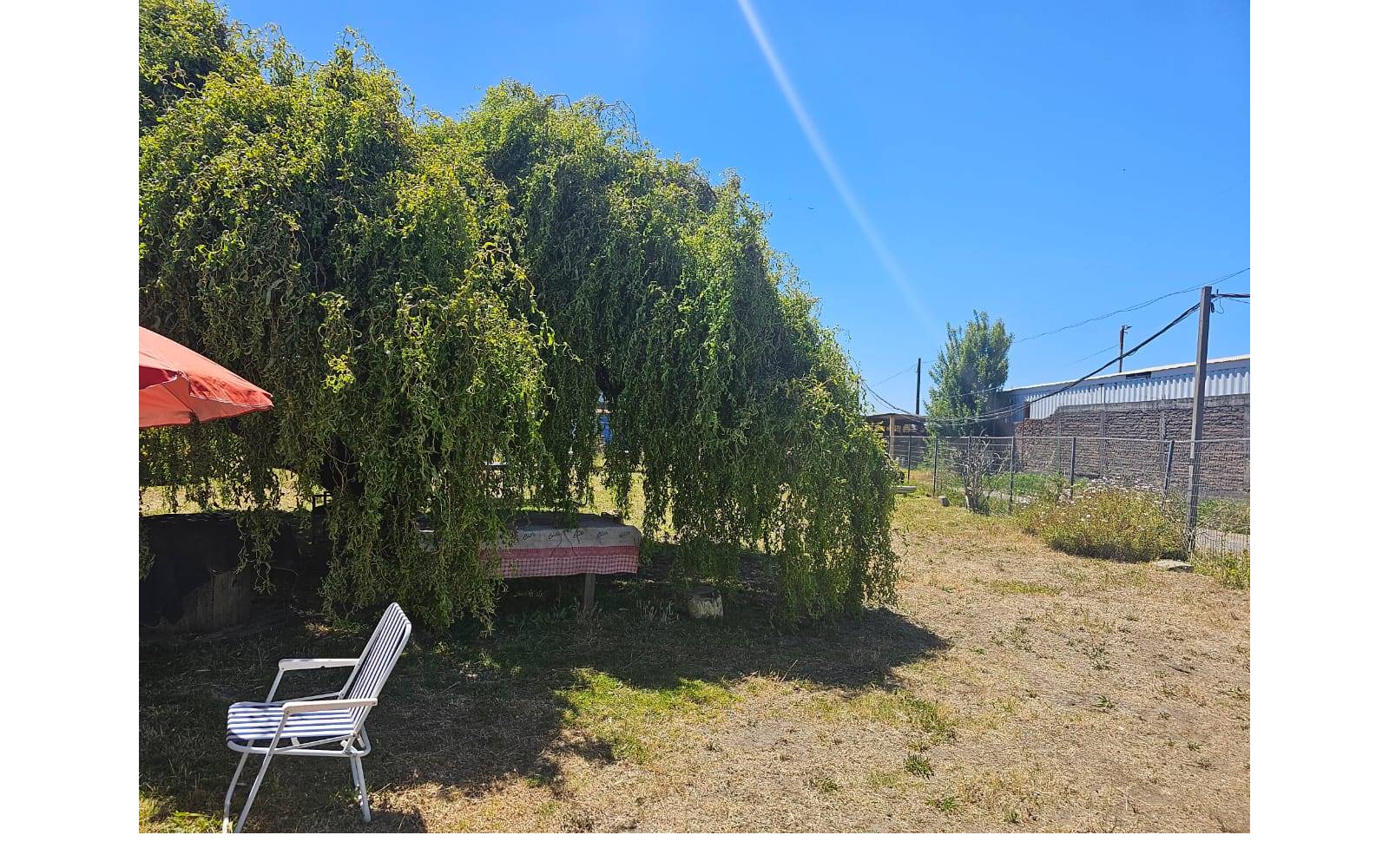 Árbol frondoso con sombra, mesa y silla en el patio.