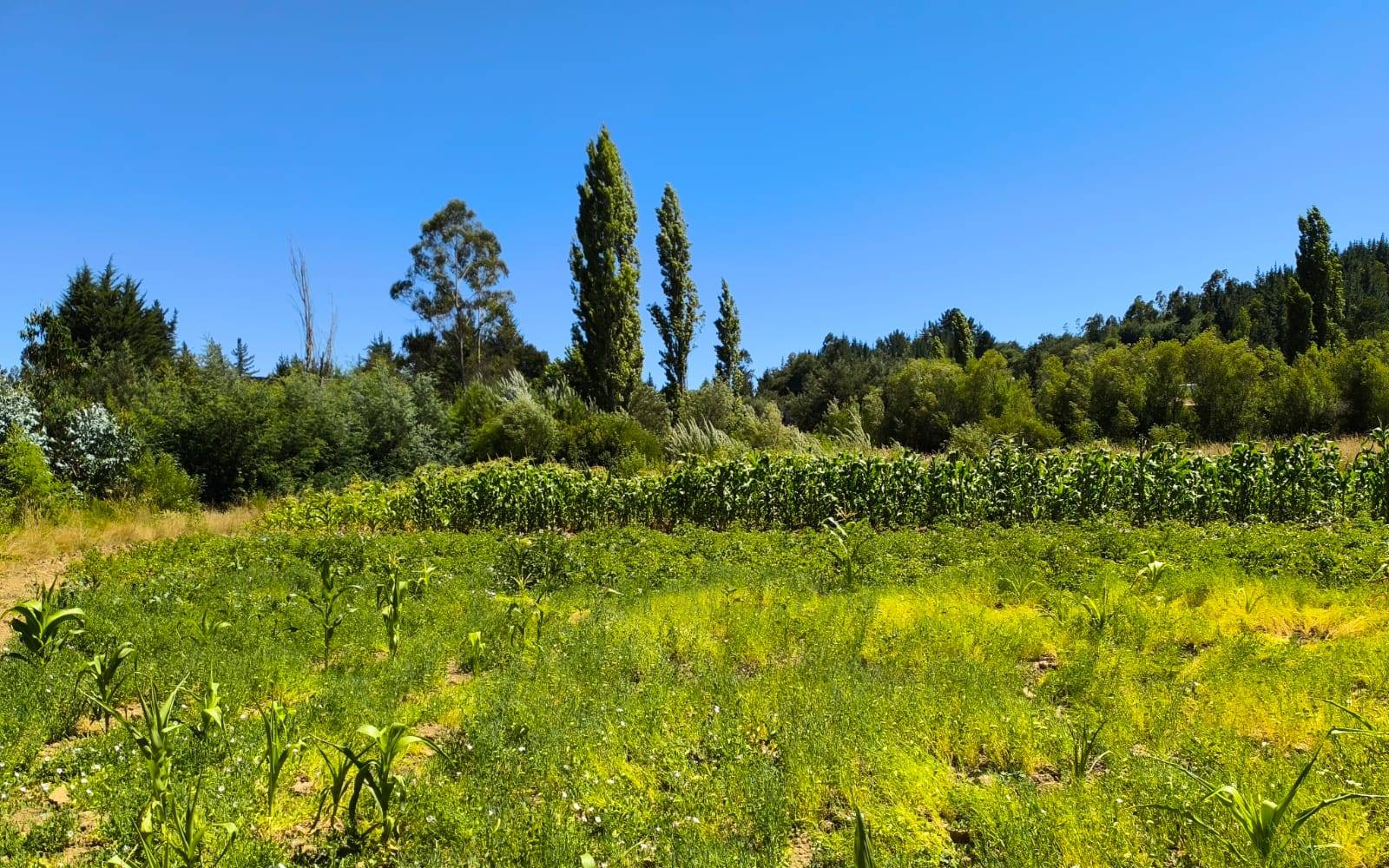 Cultivos agrícolas verdes rodeados de árboles y bosque bajo cielo despejado.