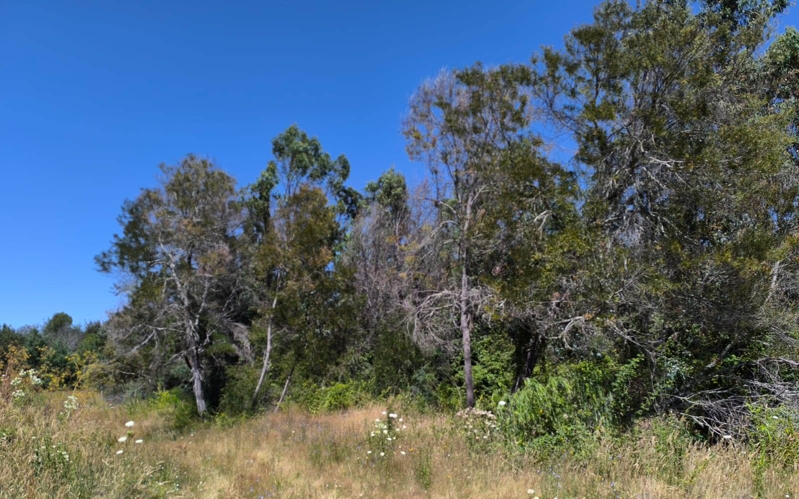 Bosque de árboles nativos y pastizal en entorno silvestre.