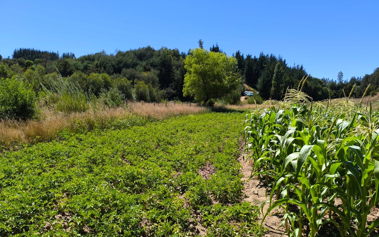 Siembra de choclos y hortalizas en terreno plano con laderas verdes.