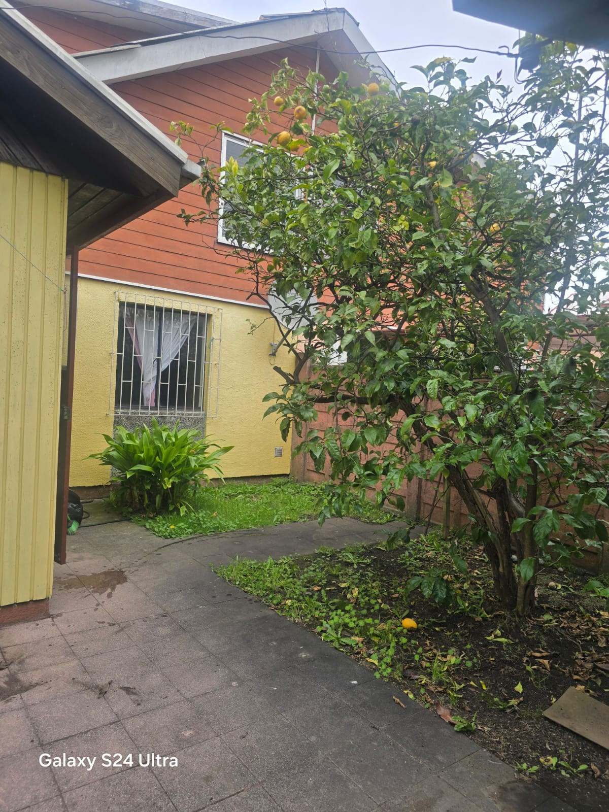 Patio con árboles frutales y área pavimentada