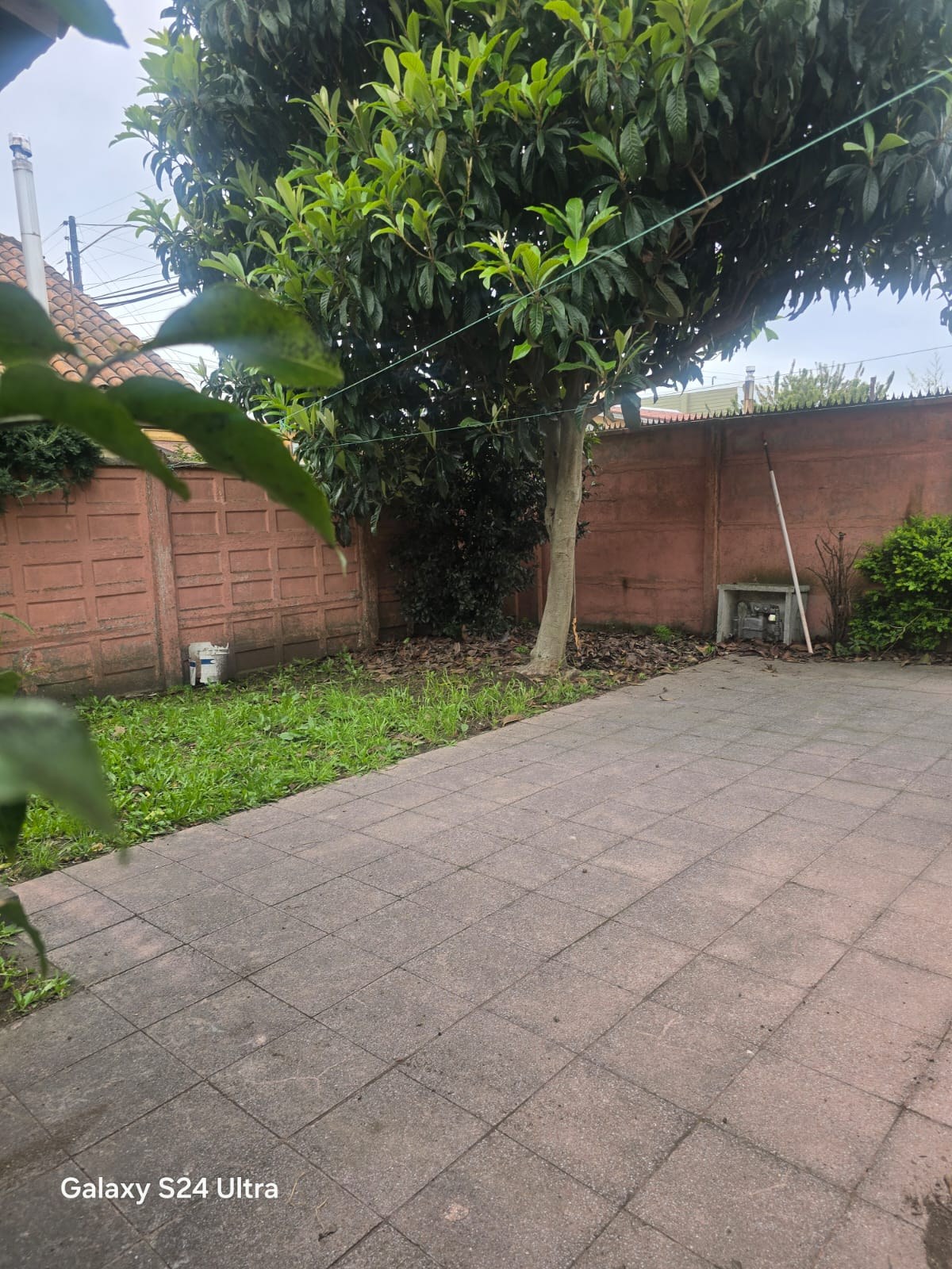 Patio con césped, árbol grande y panderetas de concreto